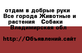 отдам в добрые руки - Все города Животные и растения » Собаки   . Владимирская обл.